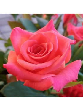 Саженец Роза чайно-гибридная 