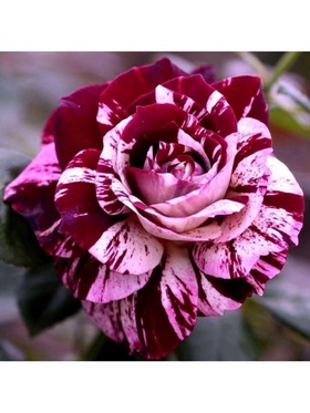 Саженец Роза чайно-гибридная 