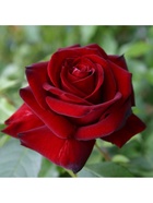 Саженец Роза чайно-гибридная Ингрид Бергман, туба, 1 шт. Весна 2026  (артикул 10370279)  большой выбор товаров оптом и в розницу по низким ценам с доставкой