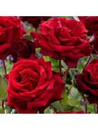 Саженец Роза чайно-гибридная Ингрид Бергман, туба, 1 шт. Весна 2026  (артикул 10370279)  большой выбор товаров оптом и в розницу по низким ценам с доставкой