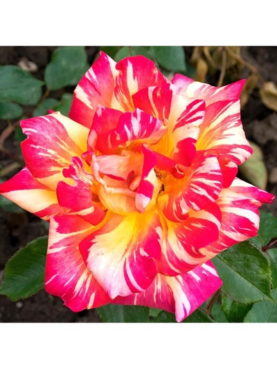 Саженец Роза чайно-гибридная Карибия, туба, 1 шт. Весна 2026