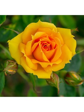 Саженец Роза чайно-гибридная 