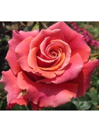 Саженец Роза чайно-гибридная "Коппер Лайт", туба, 1 шт, Весна 2025  (артикул 10370283)  большой выбор товаров оптом и в розницу по низким ценам с доставкой