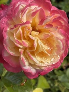 Саженец Роза чайно-гибридная Кордес Джубили, туба, 1 шт. Весна 2026  (артикул 10370284)  большой выбор товаров оптом и в розницу по низким ценам с доставкой