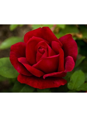 Саженец Роза чайно-гибридная 