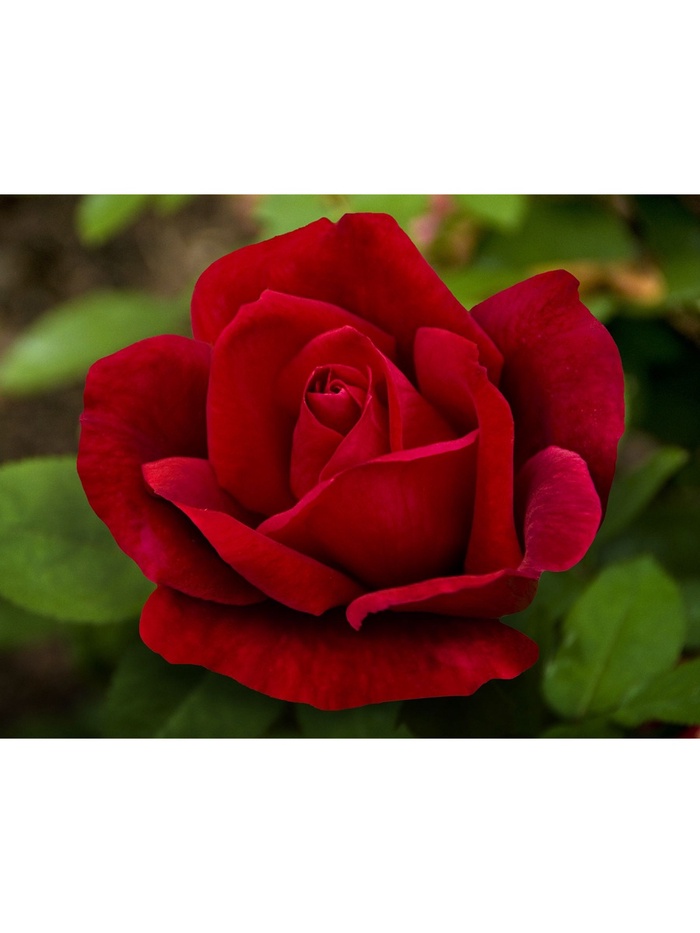 Саженец Роза чайно-гибридная "Крайслер Империал", туба, 1 шт, Весна 2025 - Фото 1