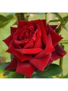 Саженец Роза чайно-гибридная "Лавли Ред", туба, 1 шт, Весна 2025  (артикул 10370289)  большой выбор товаров оптом и в розницу по низким ценам с доставкой