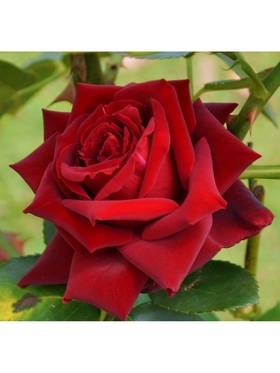 Саженец Роза чайно-гибридная 