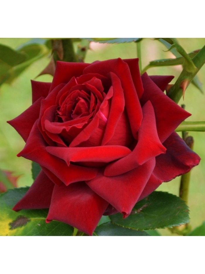 Саженец Роза чайно-гибридная "Лавли Ред", туба, 1 шт, Весна 2025 - Фото 1