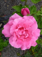 Саженец Роза чайно-гибридная "Липарфюм", туба, 1 шт, Весна 2025  (артикул 10370293)  большой выбор товаров оптом и в розницу по низким ценам с доставкой