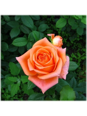 Саженец Роза чайно-гибридная 