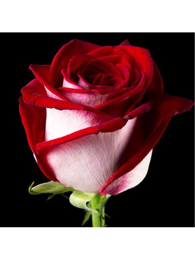 Саженец Роза чайно-гибридная "Люксор", туба, 1 шт, Весна 2025