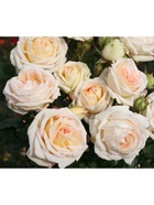 Саженец Роза чайно-гибридная Мадам Энизетт, туба, 1 шт. Весна 2026  (артикул 10370297)  большой выбор товаров оптом и в розницу по низким ценам с доставкой