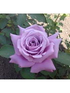 Саженец Роза чайно-гибридная "Майнзер Фастнахт", туба, 1 шт, Весна 2025  (артикул 10370298)  большой выбор товаров оптом и в розницу по низким ценам с доставкой