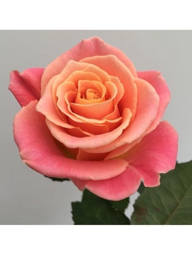 Саженец Роза чайно-гибридная 