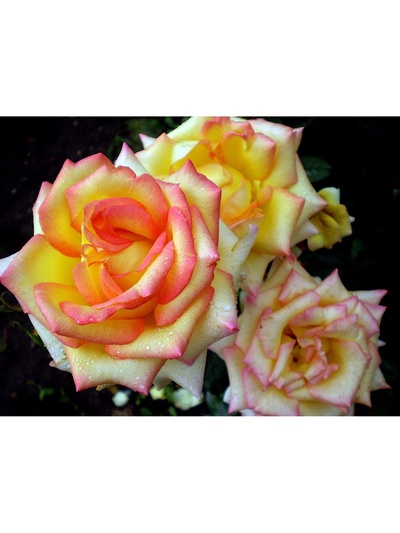 Саженец Роза чайно-гибридная "Мохана", туба, 1 шт, Весна 2025