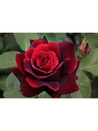 Саженец Роза чайно-гибридная "Норита", туба, 1 шт, Весна 2025  (артикул 10370304)  большой выбор товаров оптом и в розницу по низким ценам с доставкой