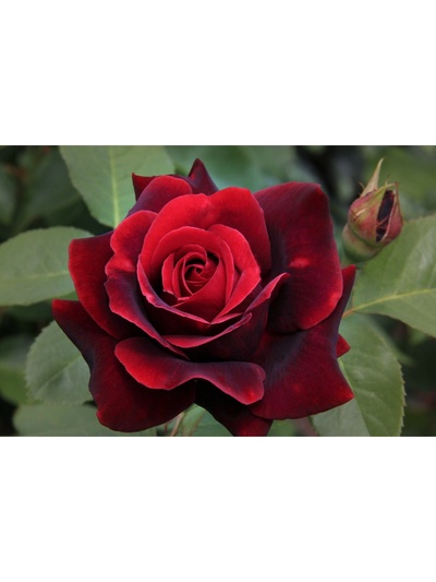 Саженец Роза чайно-гибридная "Норита", туба, 1 шт, Весна 2025