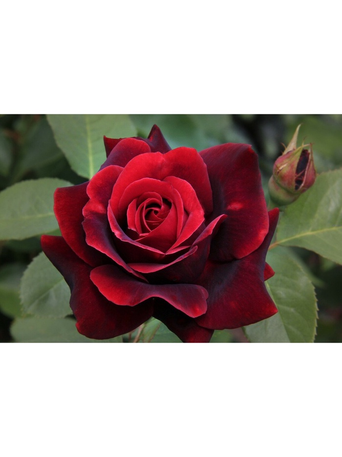 Саженец Роза чайно-гибридная 