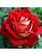 Саженец Роза чайно-гибридная "Нью Фэшн", туба, 1 шт, Весна 2025  (артикул 10370306)  большой выбор товаров оптом и в розницу по низким ценам с доставкой