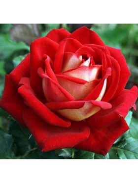 Саженец Роза чайно-гибридная 