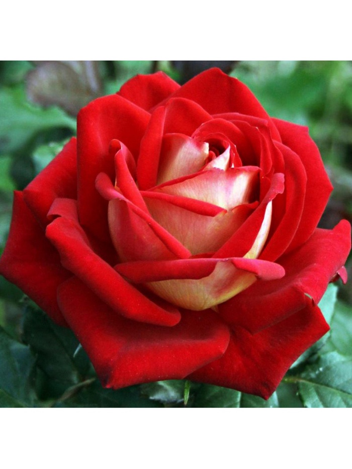 Саженец Роза чайно-гибридная 