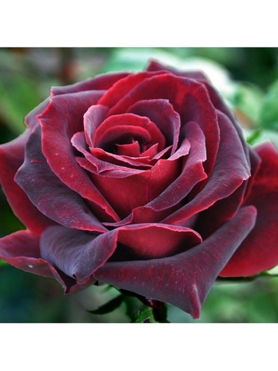 Саженец Роза чайно-гибридная "Олд Ромео", туба, 1 шт, Весна 2025