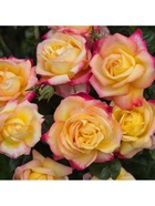 Саженец Роза чайно-гибридная "Пульман Ориент Экспресс", туба, 1 шт, Весна 2025  (артикул 10370316)  большой выбор товаров оптом и в розницу по низким ценам с доставкой