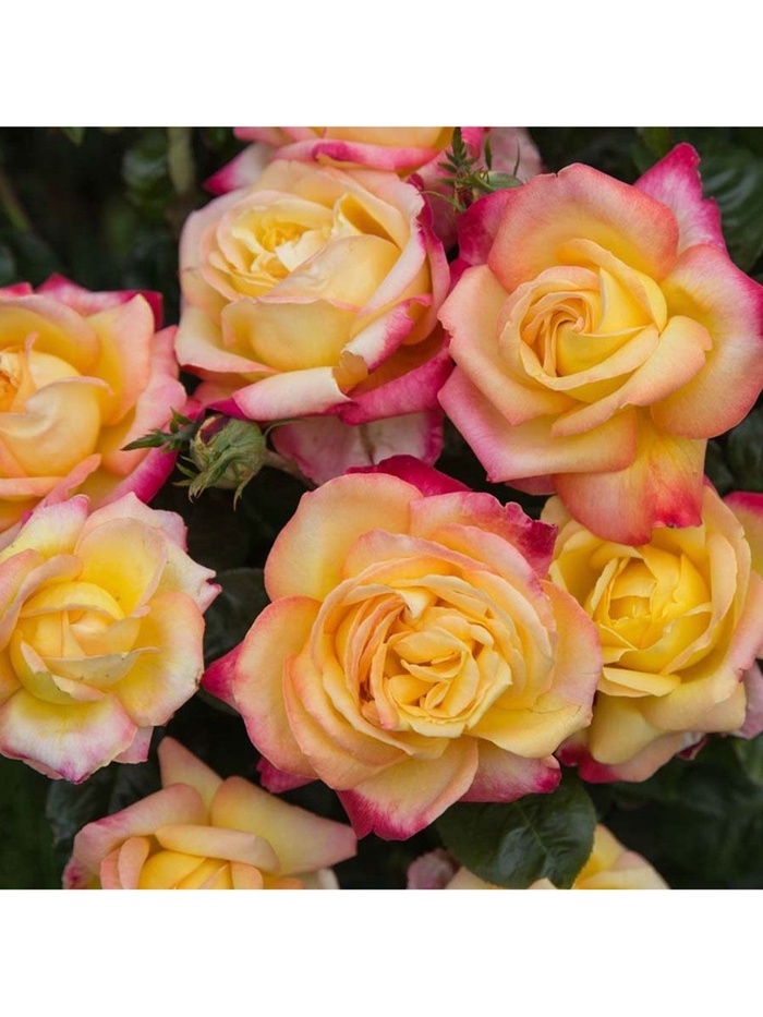 Саженец Роза чайно-гибридная "Пульман Ориент Экспресс", туба, 1 шт, Весна 2025 - Фото 1