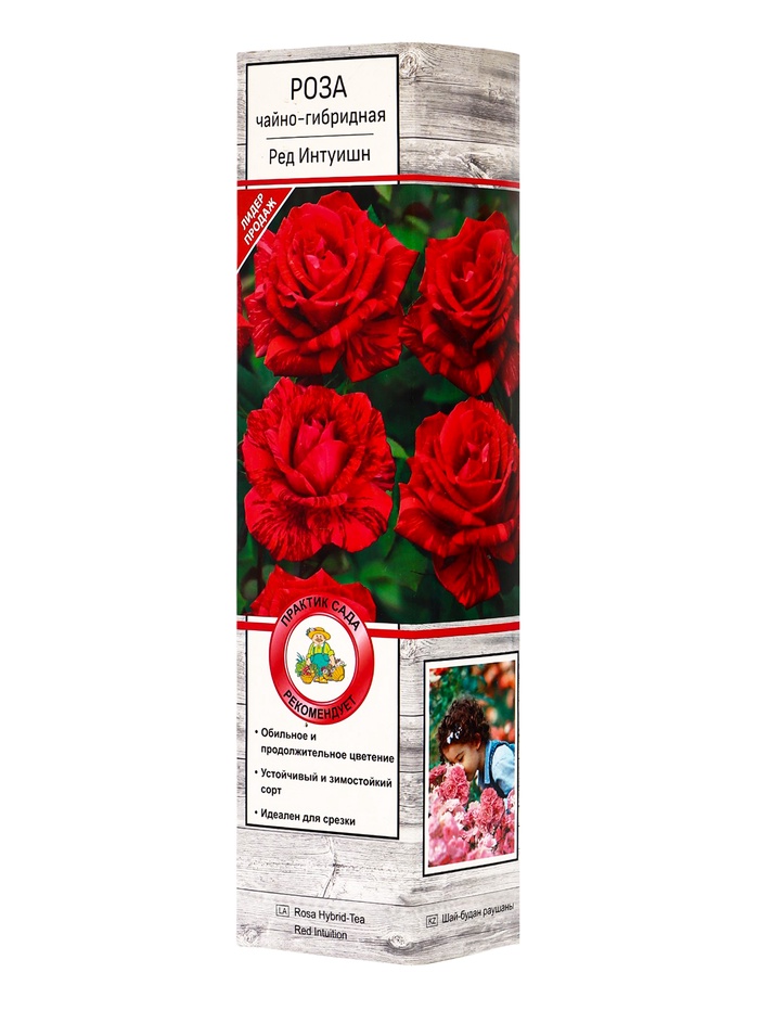 Саженец Роза чайно-гибридная «Ред Интуишн», туба, 1 шт. - Фото 1