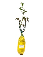 Саженец Роза чайно-гибридная «Ред Интуишн», туба, 1 шт. - Фото 4