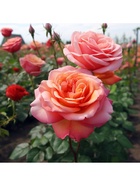 Саженец Роза чайно-гибридная Рене Госинни, туба, 1 шт. Весна 2026  (артикул 10370318)  большой выбор товаров оптом и в розницу по низким ценам с доставкой