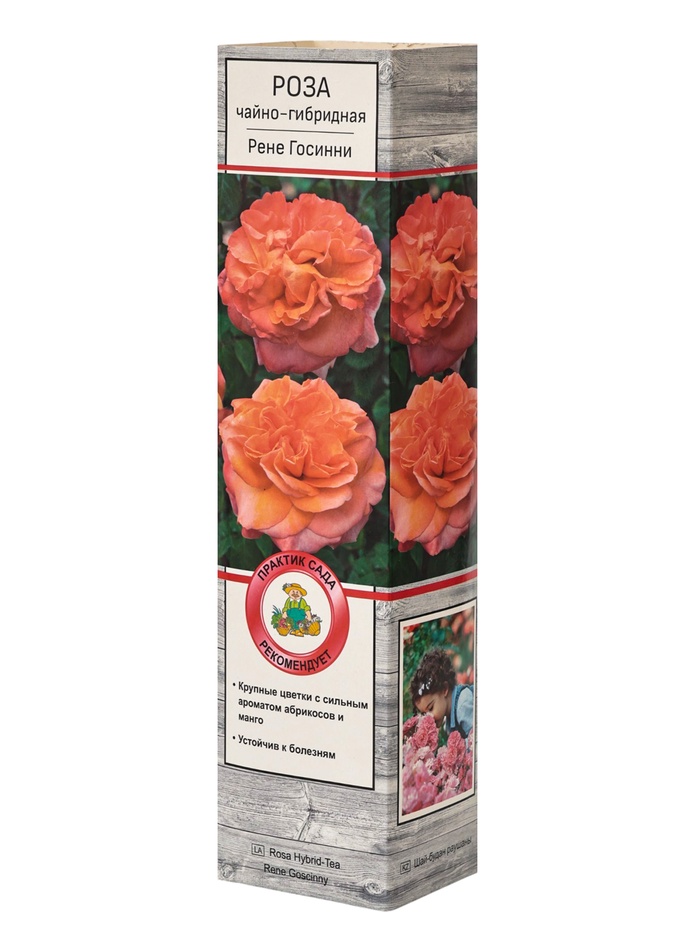 Саженец Роза чайно-гибридная Рене Госинни, туба, 1 шт. Весна 2026