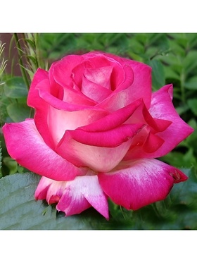 Саженец Роза чайно-гибридная 