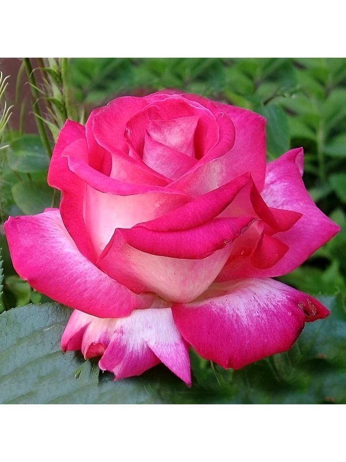 Саженец Роза чайно-гибридная "Роза Гожар", туба, 1 шт, Весна 2025 - Фото 1