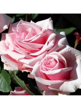 Саженец Роза чайно-гибридная 