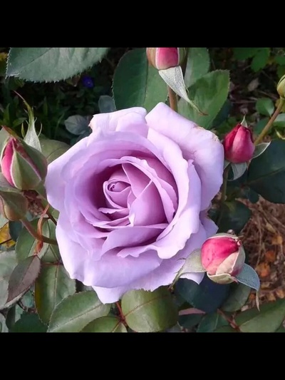 Саженец Роза чайно-гибридная "Си-Си", туба, 1 шт, Весна 2025