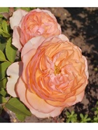 Саженец Роза чайно-гибридная Сурир де Хавр, туба, 1 шт. Весна 2026  (артикул 10370326)  большой выбор товаров оптом и в розницу по низким ценам с доставкой