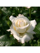 Саженец Роза чайно-гибридная "Тру Лав", туба, 1 шт, Весна 2025  (артикул 10370327)  большой выбор товаров оптом и в розницу по низким ценам с доставкой