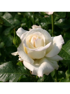 Саженец Роза чайно-гибридная 