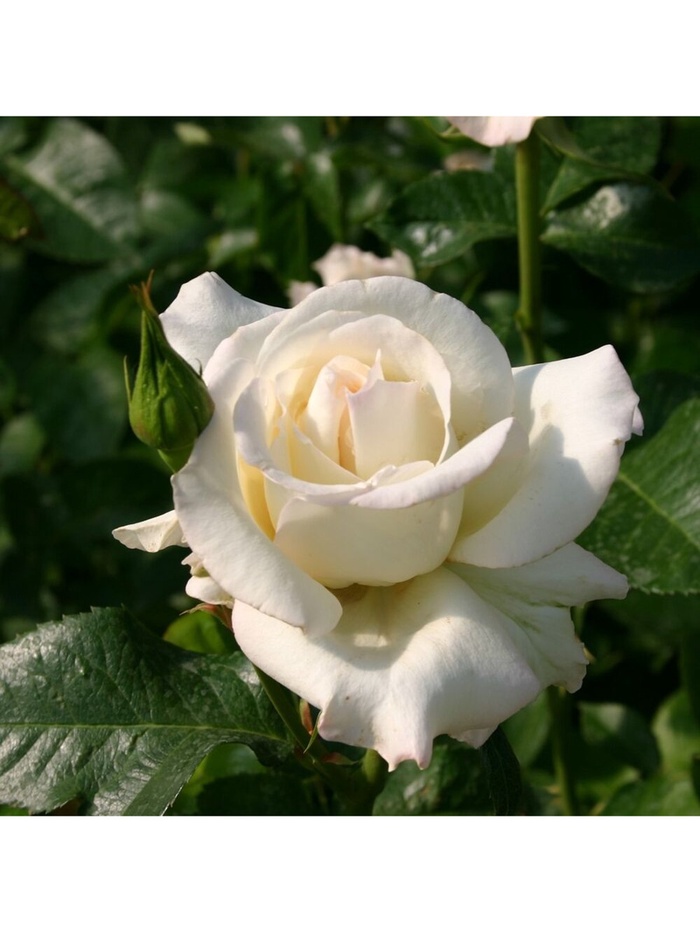 Саженец Роза чайно-гибридная 