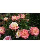 Саженец Роза чайно-гибридная "Фиджи", туба, 1 шт, Весна 2025  (артикул 10370328)  большой выбор товаров оптом и в розницу по низким ценам с доставкой