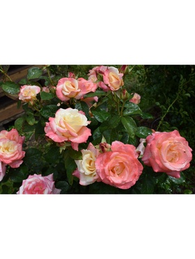 Саженец Роза чайно-гибридная 