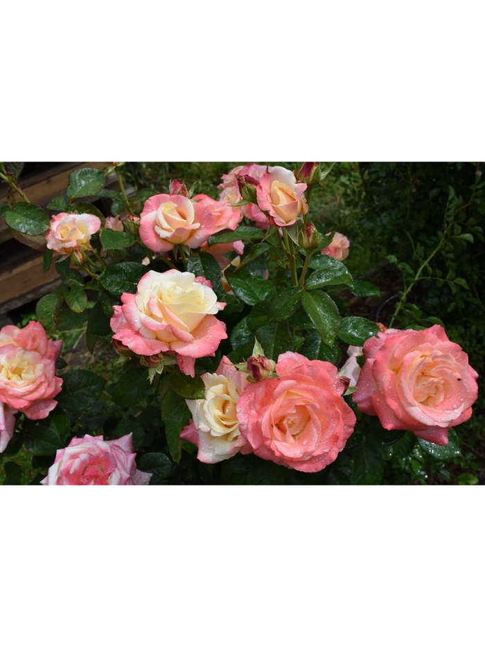 Саженец Роза чайно-гибридная "Фиджи", туба, 1 шт, Весна 2025 - Фото 1