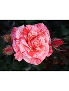 Саженец Роза чайно-гибридная "Филателия", туба, 1 шт, Весна 2025  (артикул 10370329)  большой выбор товаров оптом и в розницу по низким ценам с доставкой