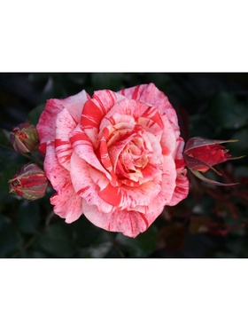 Саженец Роза чайно-гибридная 