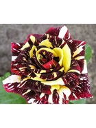 Саженец Роза чайно-гибридная "Фокус Покус", туба, 1 шт, Весна 2025  (артикул 10370331)  большой выбор товаров оптом и в розницу по низким ценам с доставкой