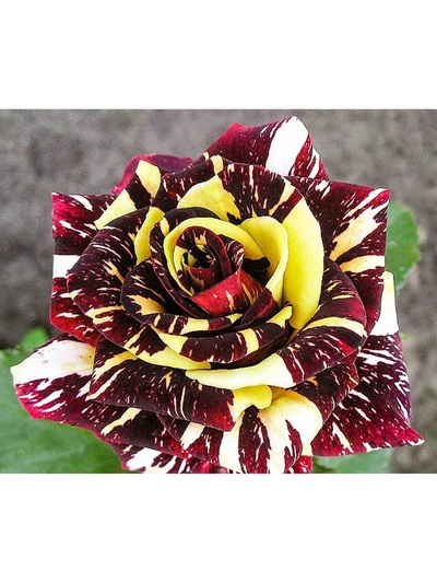 Саженец Роза чайно-гибридная "Фокус Покус", туба, 1 шт, Весна 2025