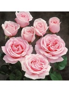 Саженец Роза чайно-гибридная "Фредерик Мистраль", туба, 1 шт, Весна 2025  (артикул 10370332)  большой выбор товаров оптом и в розницу по низким ценам с доставкой