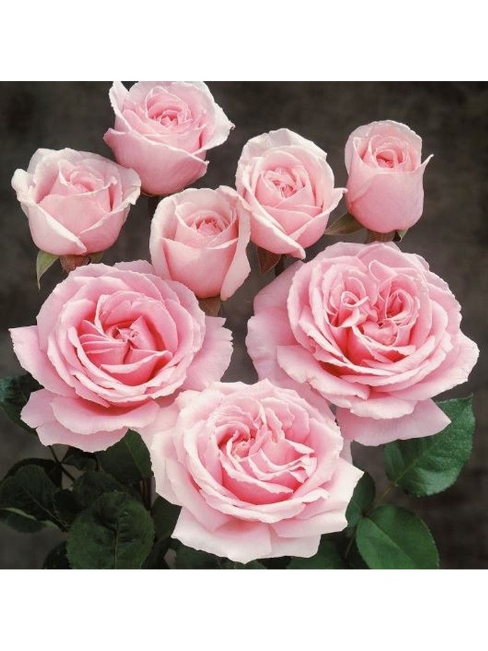 Саженец Роза чайно-гибридная 